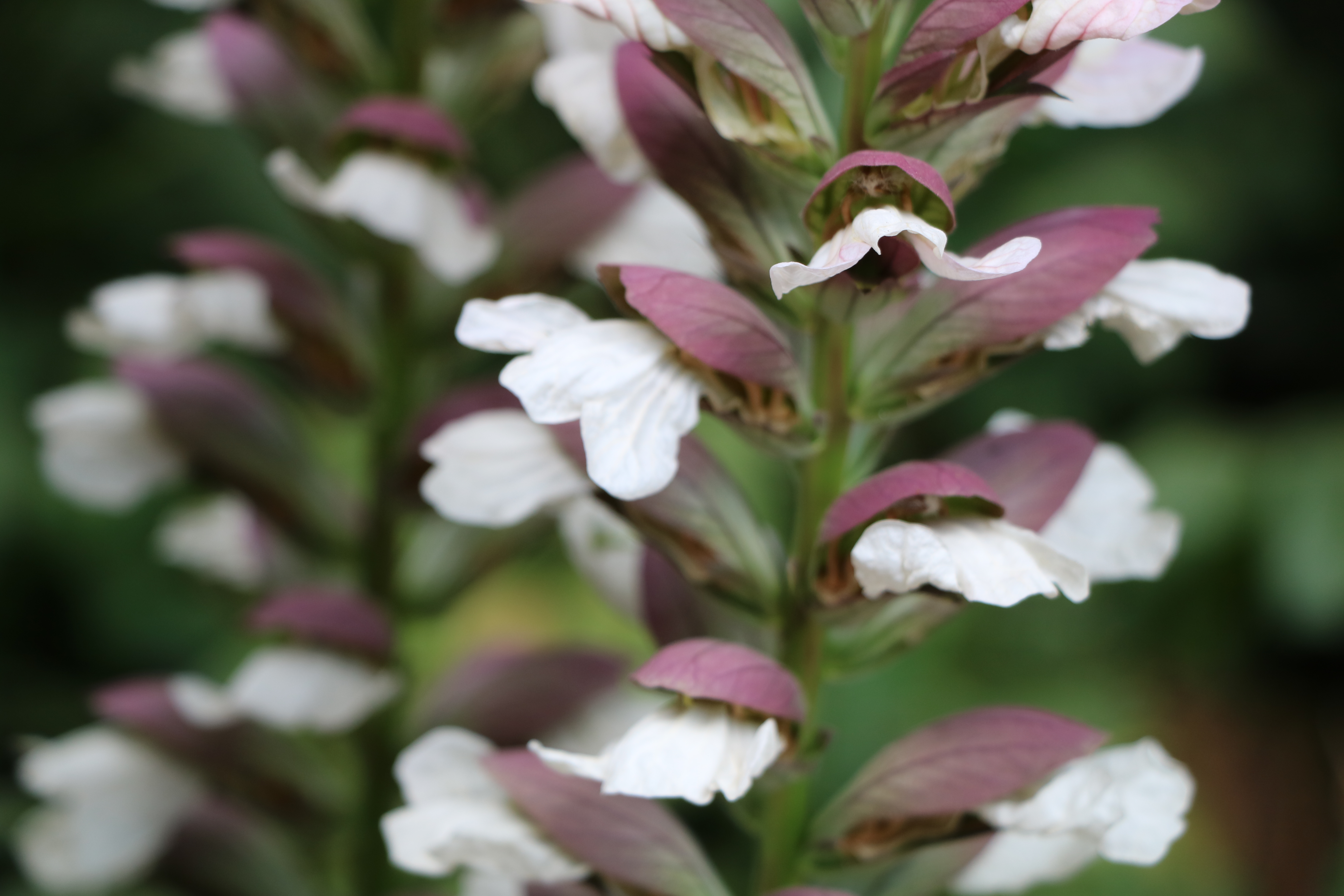 acanthus